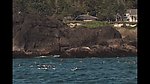 海边飞舞的海鸥