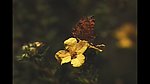 蝴蝶停在黄花上