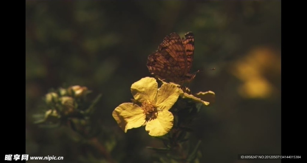 蝴蝶停在黄花上