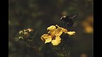 蜜蜂在花丛中飞舞