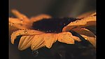 黄花滴落水珠