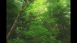 广袤的森林