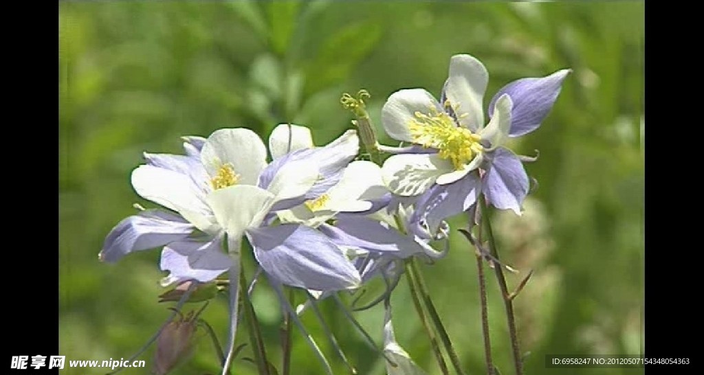 美丽的花朵