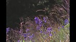 微风轻抚花朵