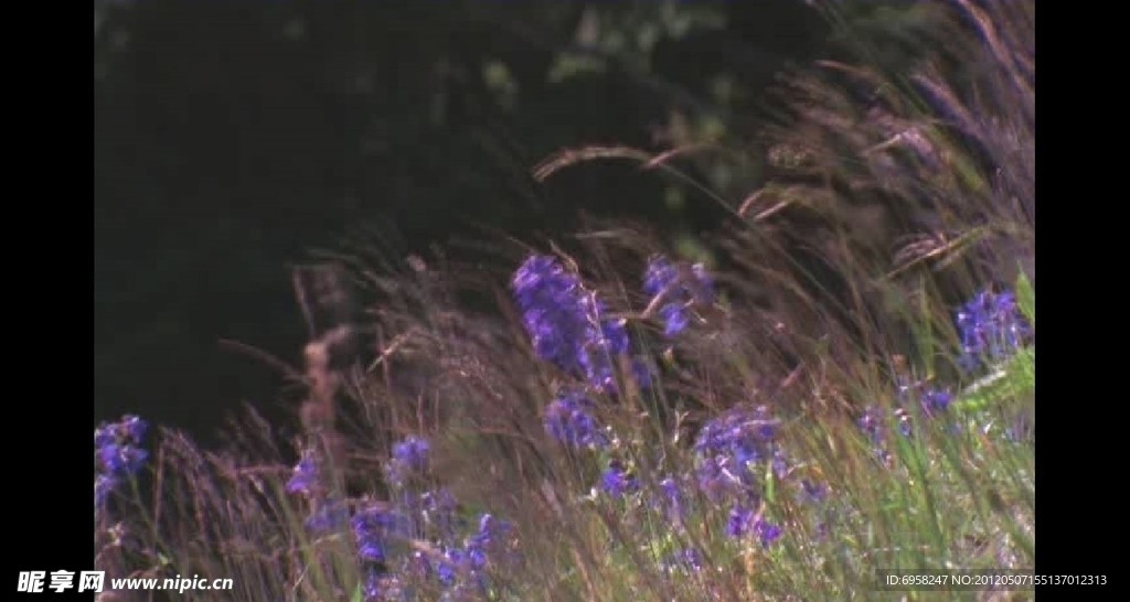 微风轻抚花朵