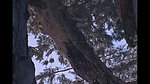 雪中树林
