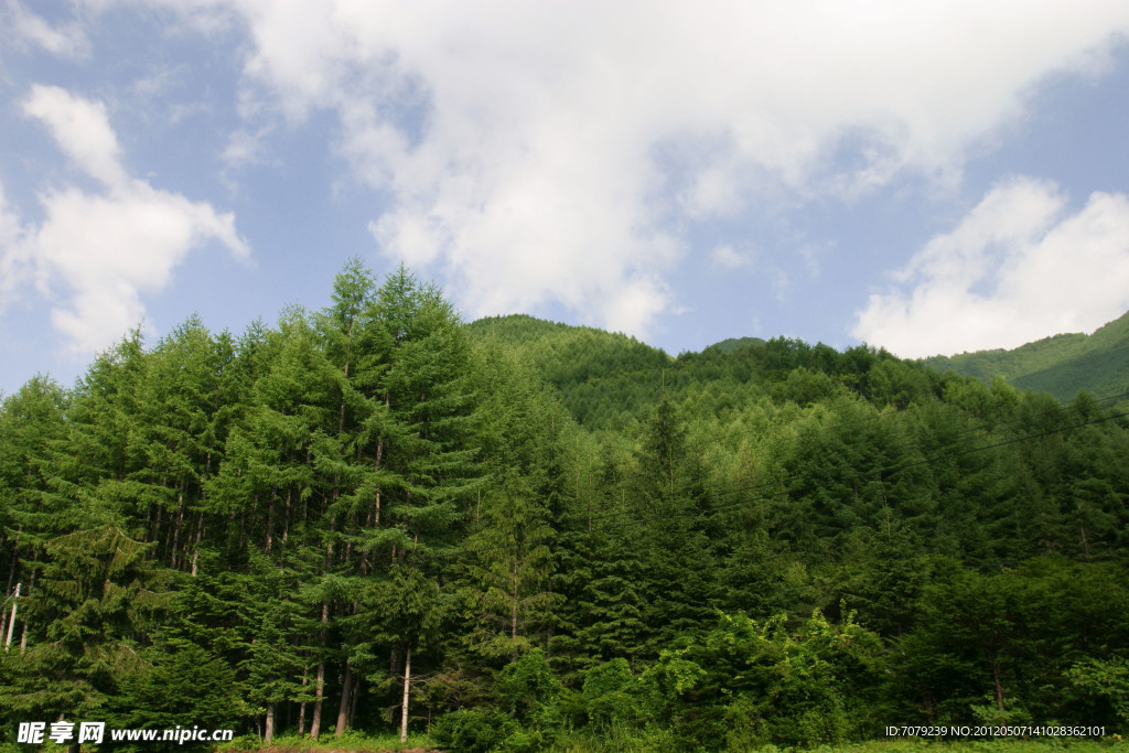 绿野