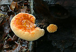 野生菌类