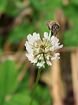 蜜蜂