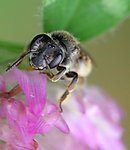蜜蜂