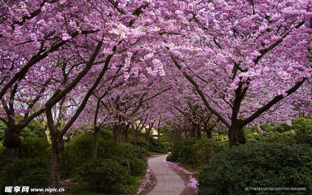 花林小路