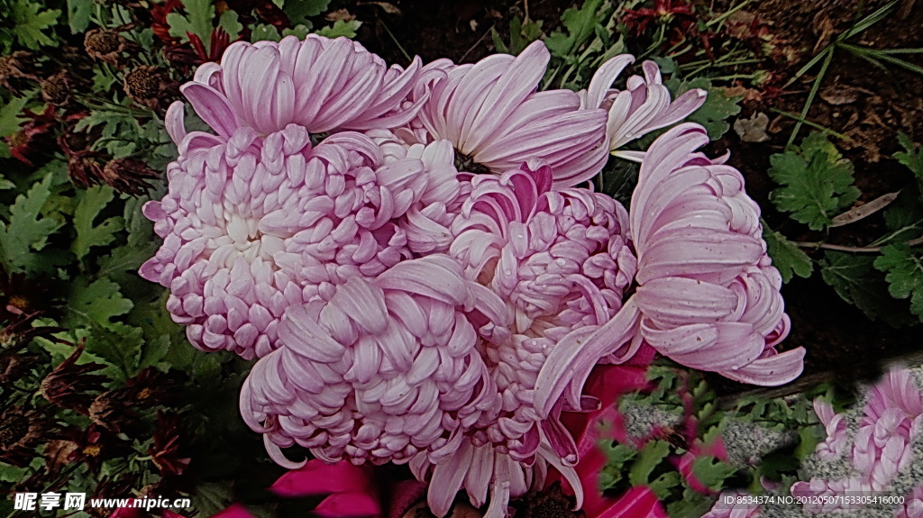 菊花
