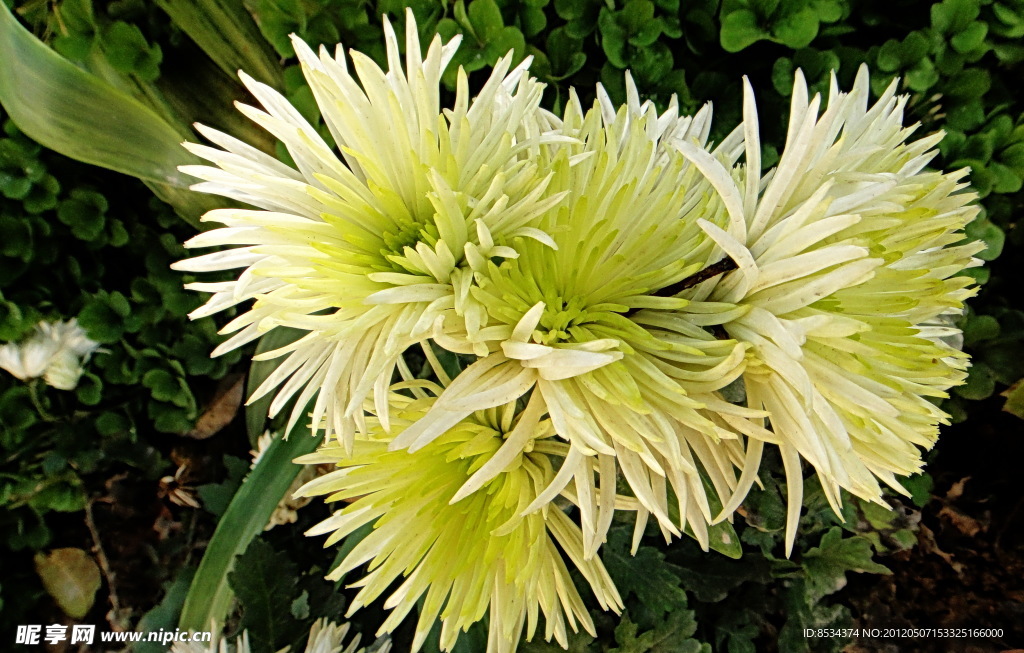 菊花