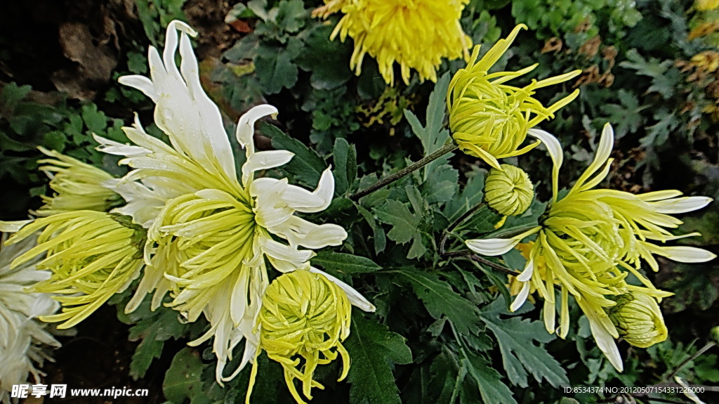 菊花