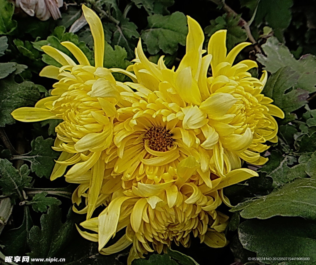 菊花