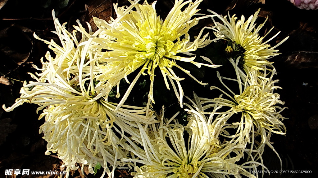 菊花