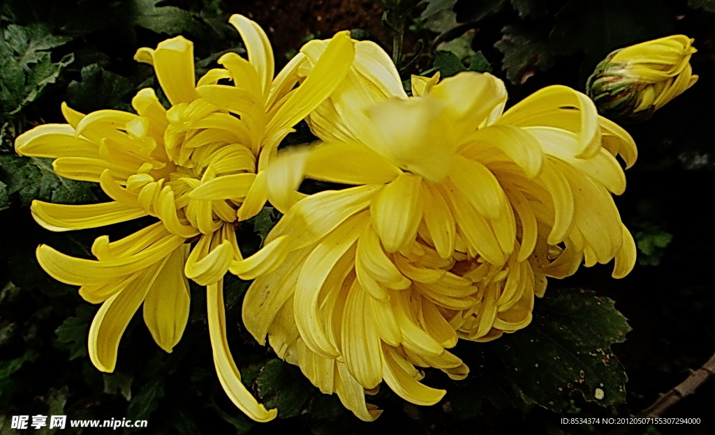 菊花