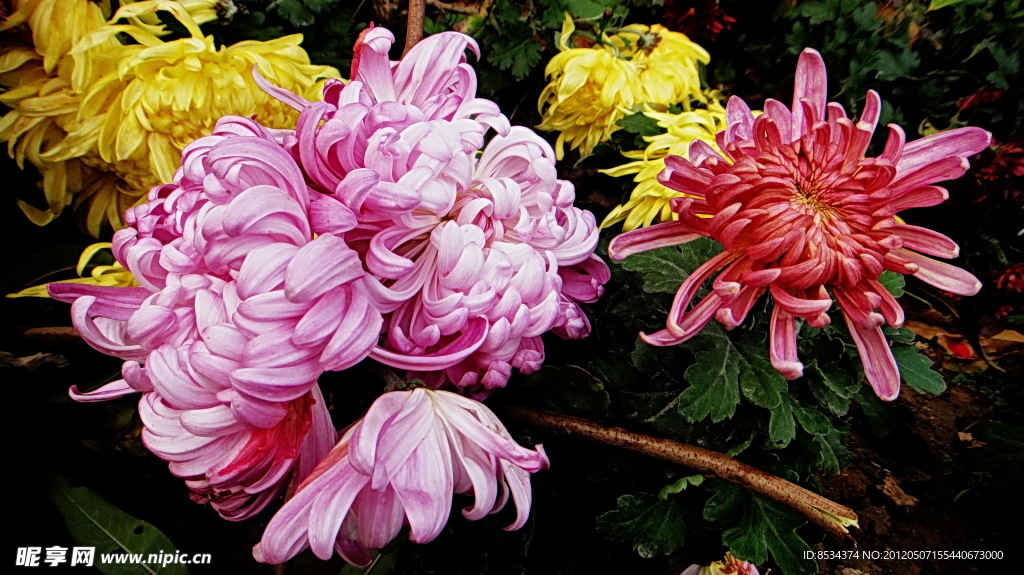 菊花