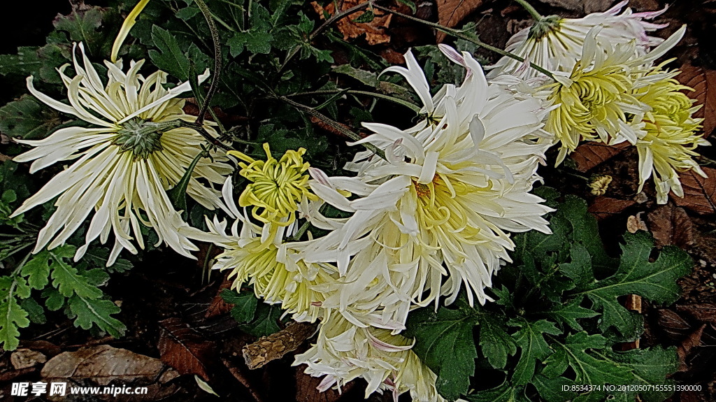 菊花