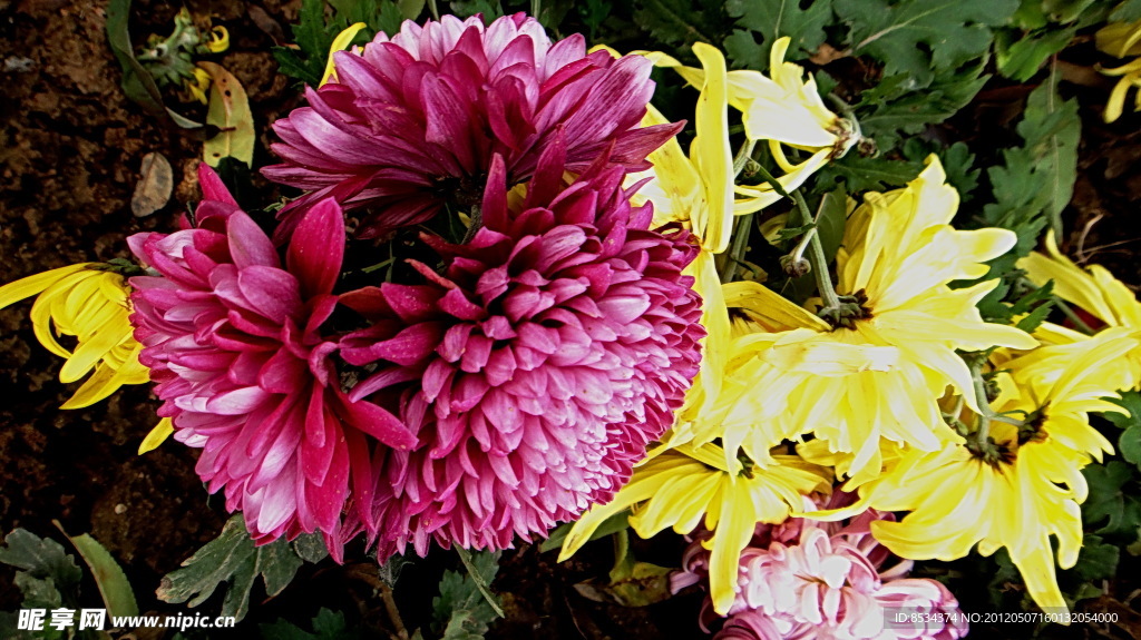 菊花
