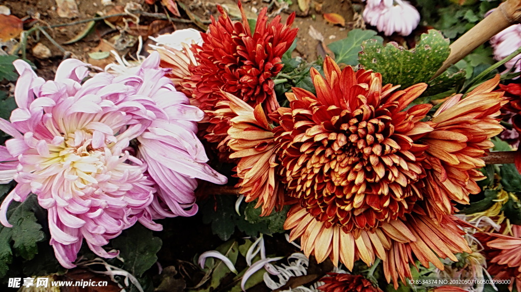 菊花