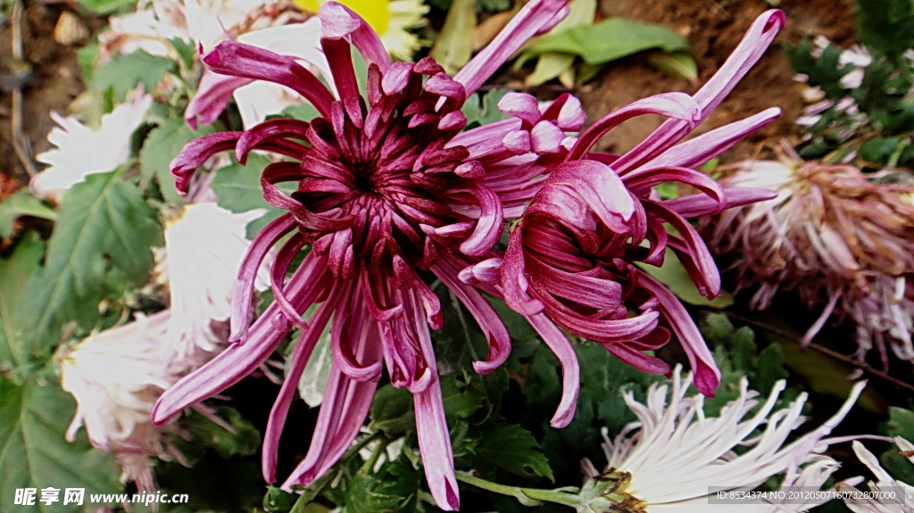 菊花