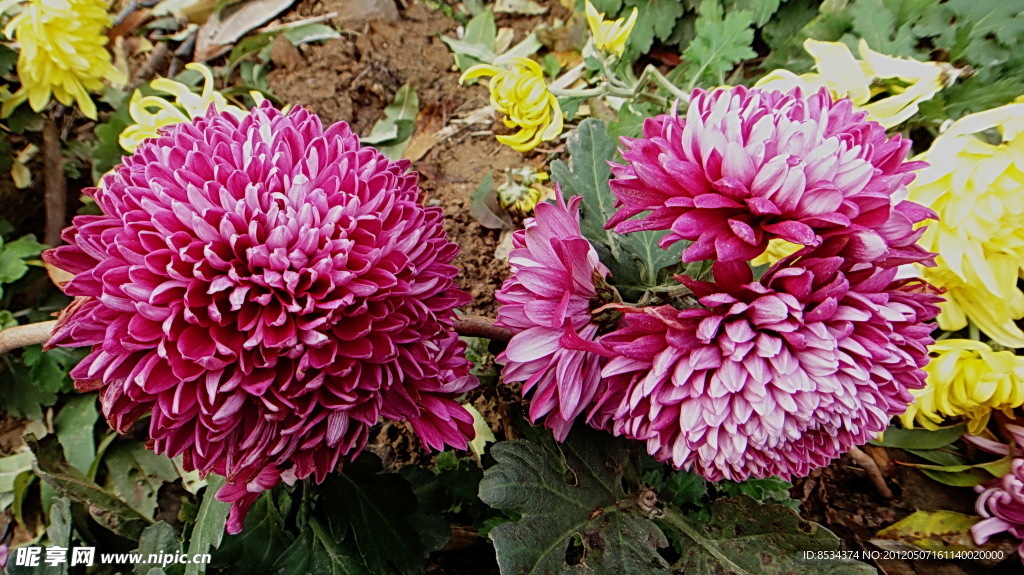 菊花