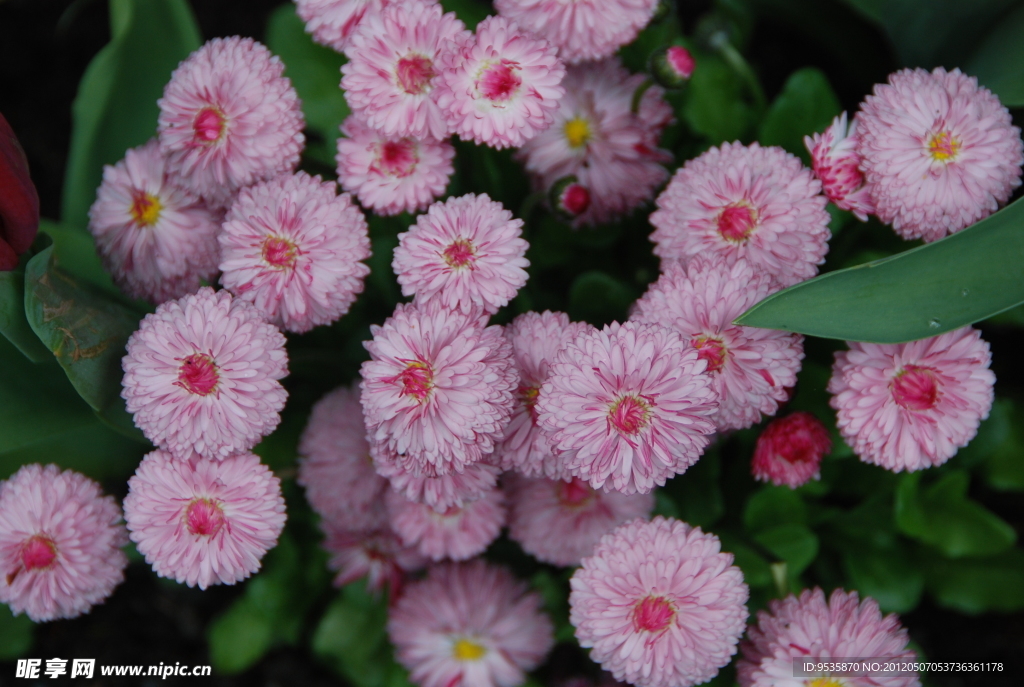 雏菊