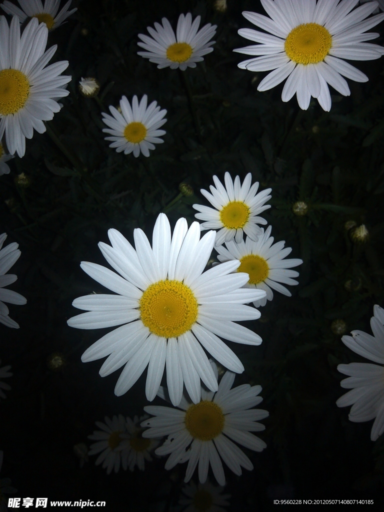 白花