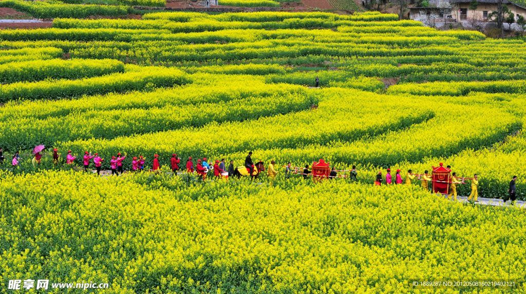 油菜花