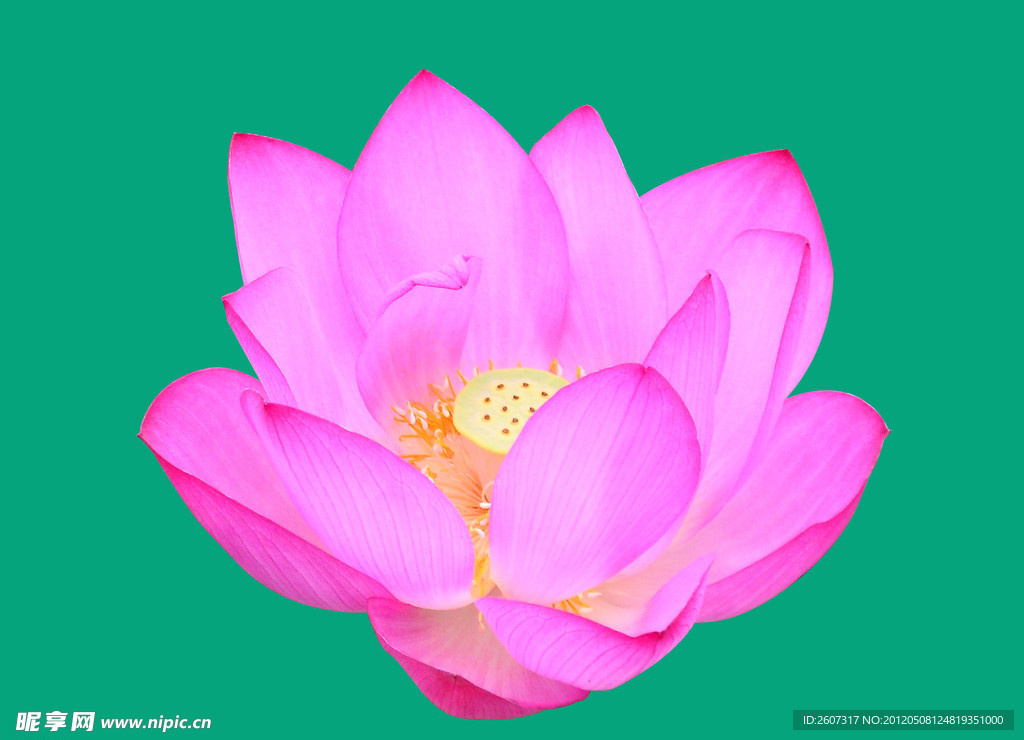荷花