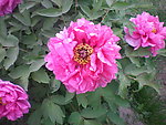 芍药