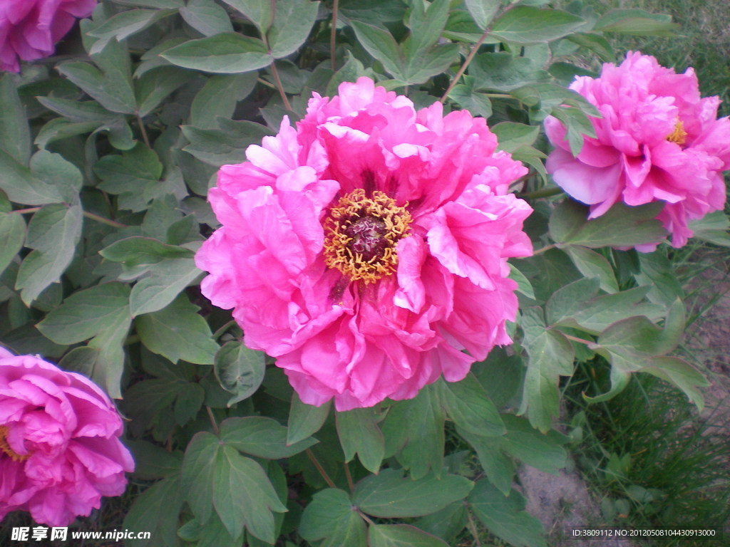 芍药