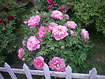 芍药