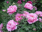 芍药