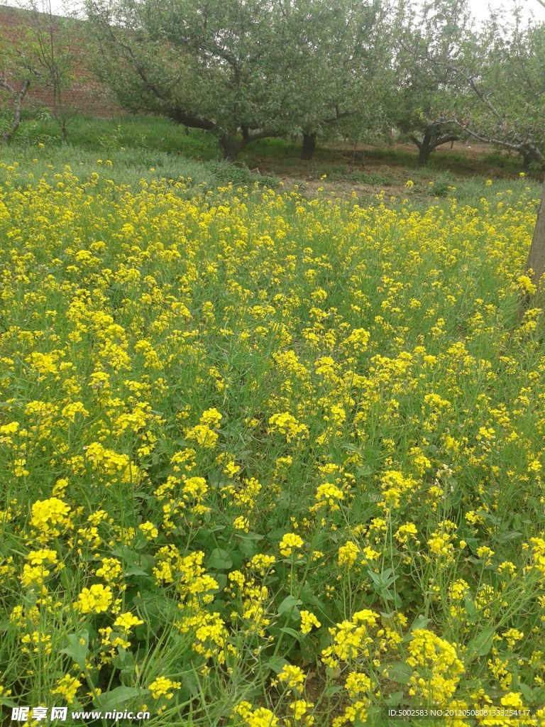 油菜花
