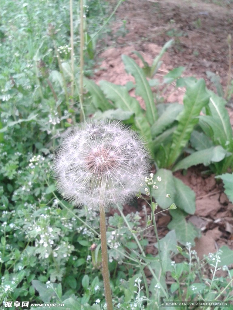 蒲公英