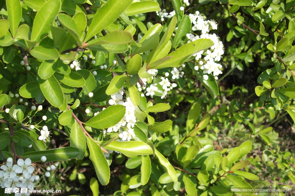 小白花