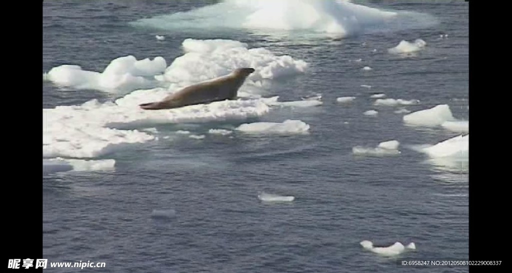 漂浮在冰块的海豹
