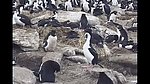 南极企鹅