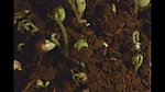 植物生长