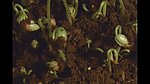 植物生长