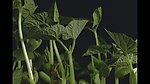 植物生长