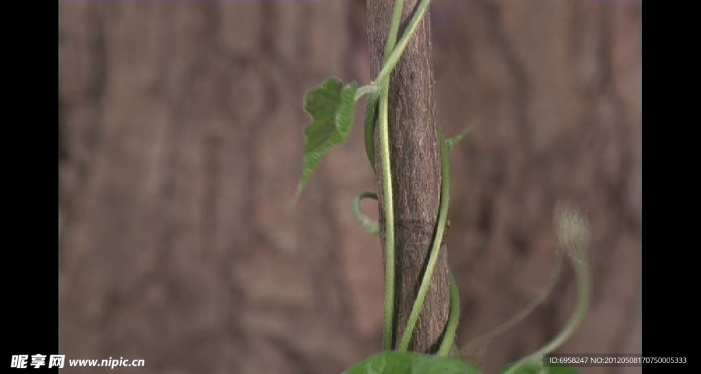 植物生长