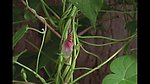 植物生长