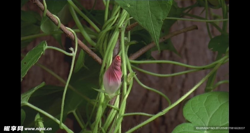 植物生长