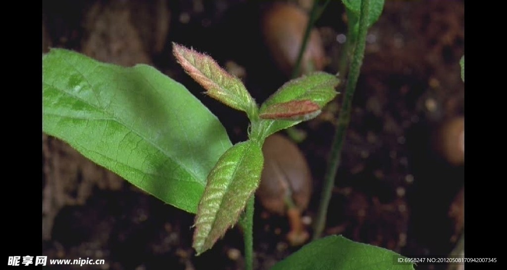 植物生长