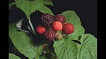 植物生长