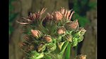 植物生长