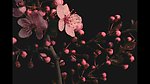 美丽桃花